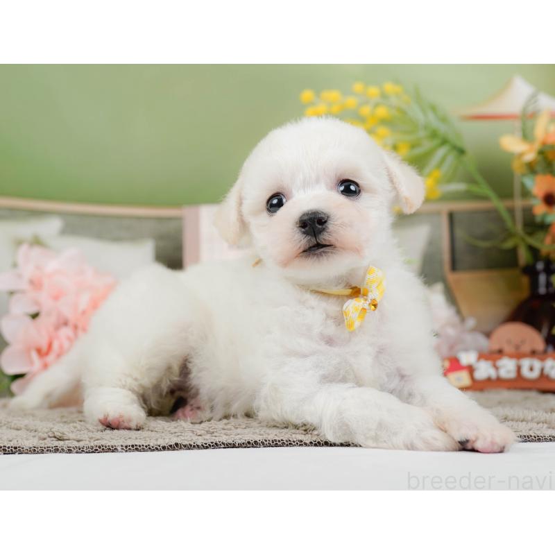 販売中の神奈川県のビションフリーゼ-445183の7枚目