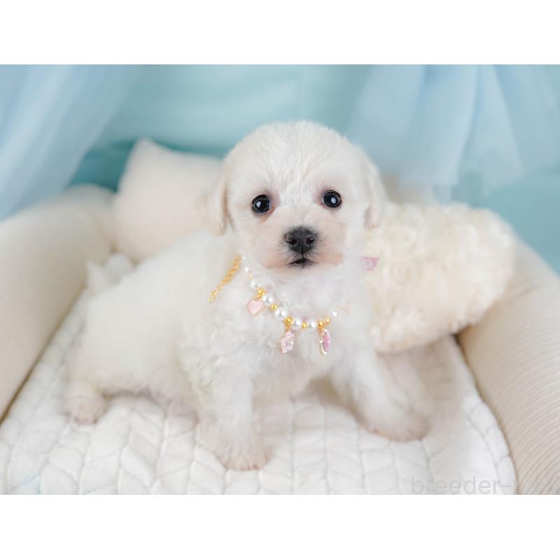 販売中の神奈川県のビションフリーゼ-445183の6枚目