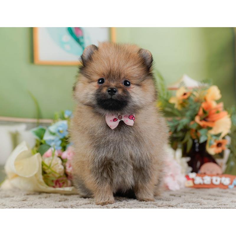 販売中の神奈川県のポメラニアン-445176の13枚目