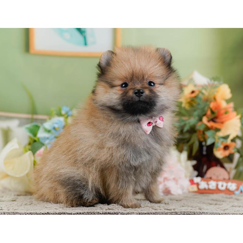 販売中の神奈川県のポメラニアン-445176の11枚目