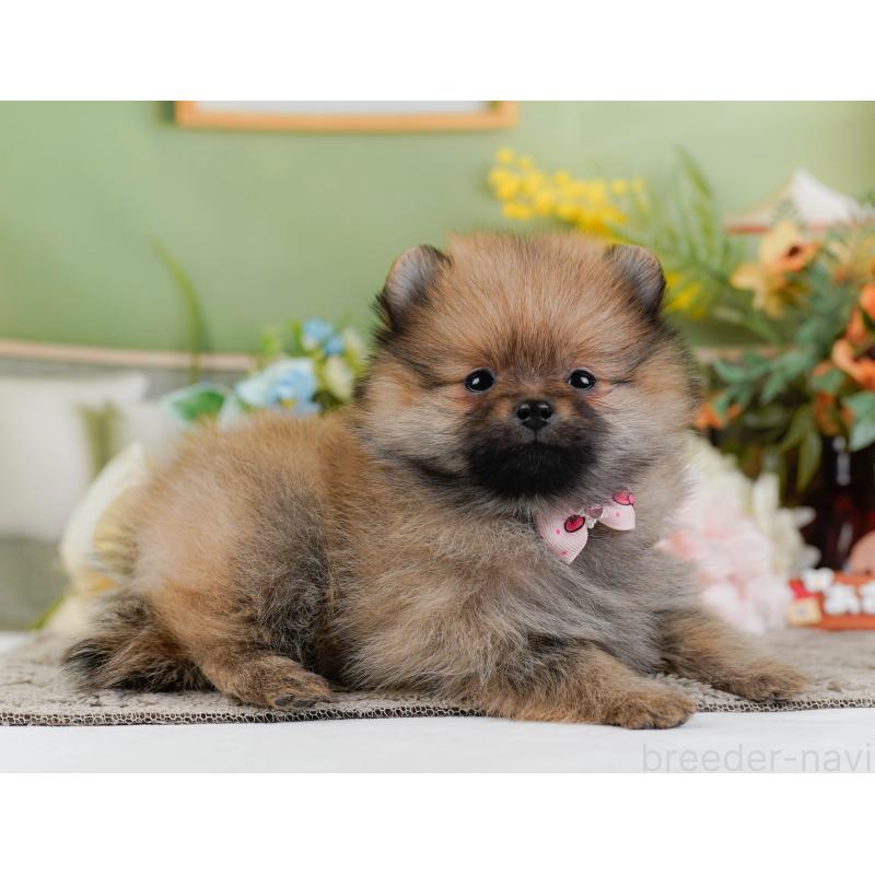 販売中の神奈川県のポメラニアン-445176の10枚目