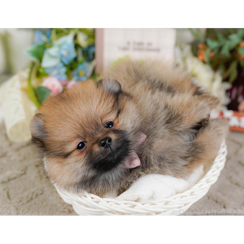 販売中の神奈川県のポメラニアン-445176の8枚目