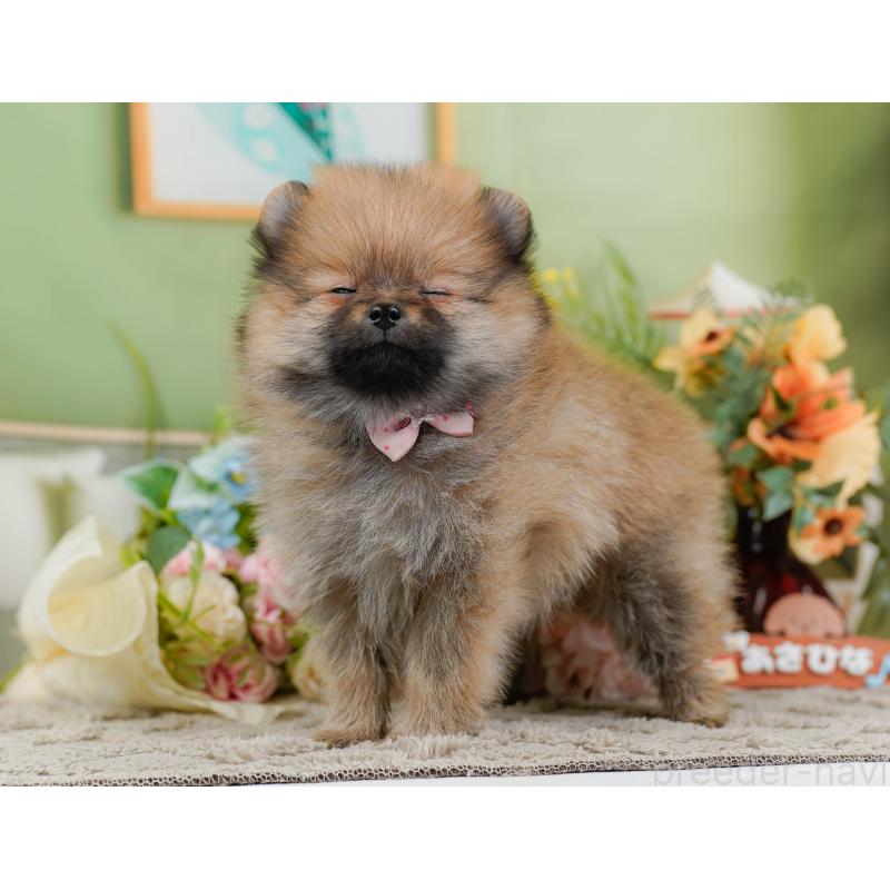 販売中の神奈川県のポメラニアン-445176の7枚目