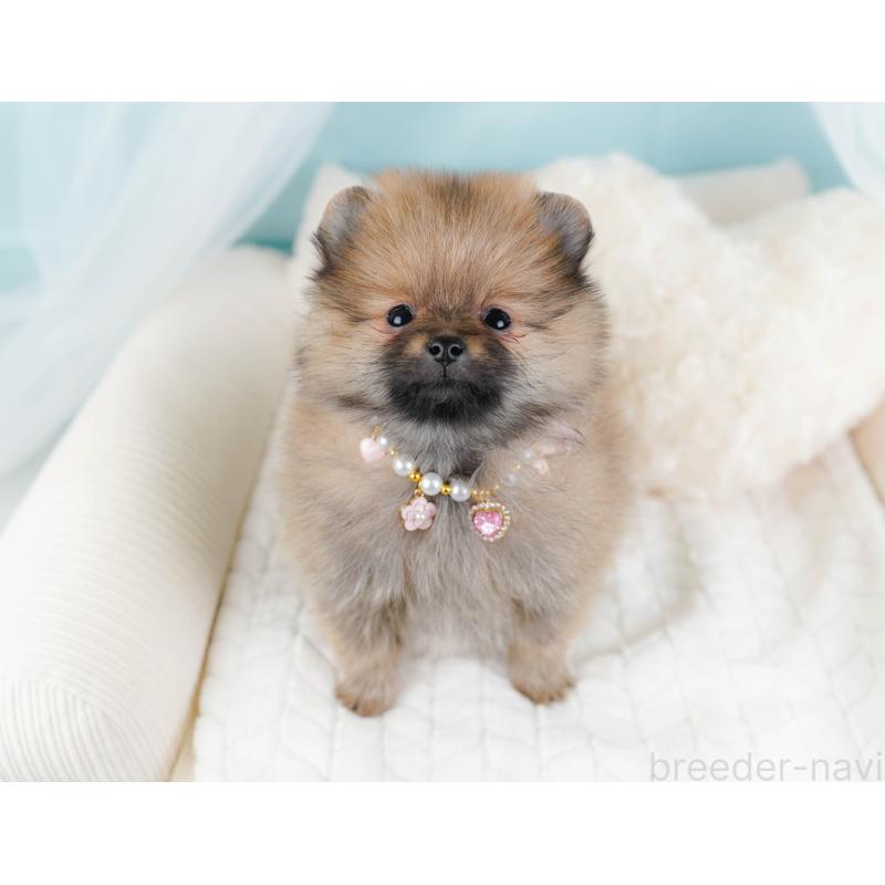 販売中の神奈川県のポメラニアン-445176の6枚目
