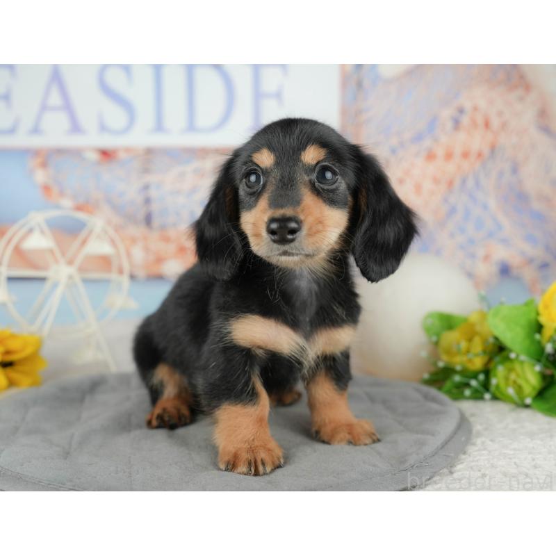 販売中の千葉県のカニンヘンダックスフンド(ロングヘアード)-444722の10枚目