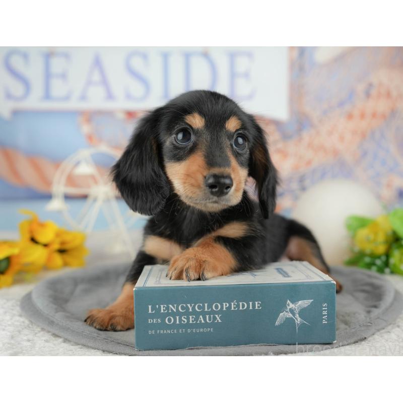 販売中の千葉県のカニンヘンダックスフンド(ロングヘアード)-444722の9枚目