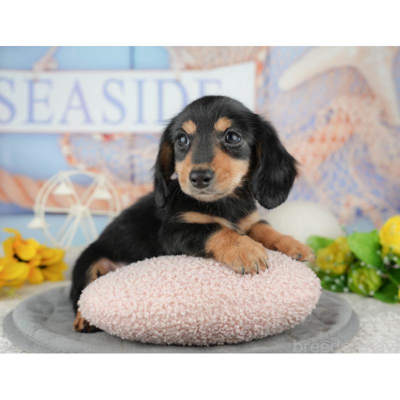 販売中の千葉県のカニンヘンダックスフンド(ロングヘアード)-444722の8枚目