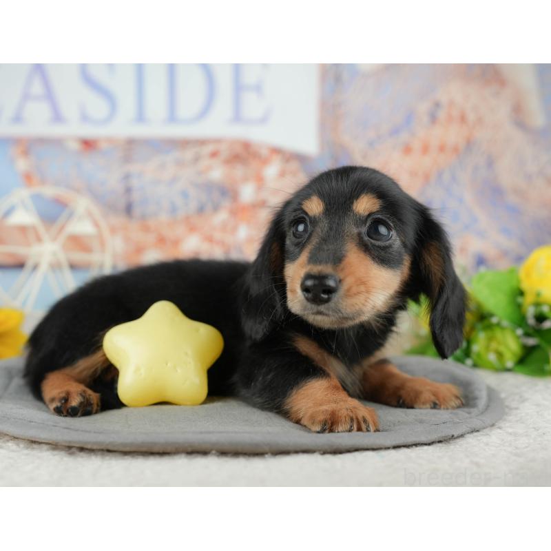 販売中の千葉県のカニンヘンダックスフンド(ロングヘアード)-444722の7枚目