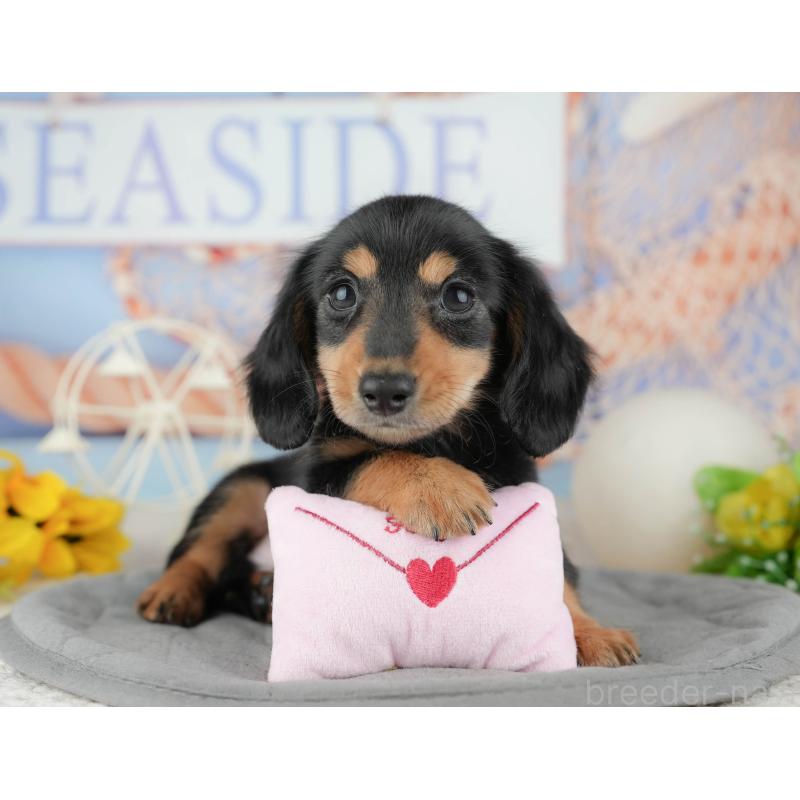 販売中の千葉県のカニンヘンダックスフンド(ロングヘアード)-444722の6枚目