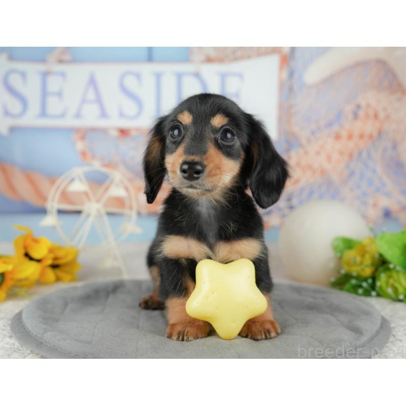 販売中の千葉県のカニンヘンダックスフンド(ロングヘアード)-444722の5枚目