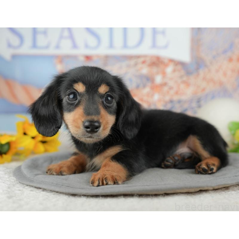 販売中の千葉県のカニンヘンダックスフンド(ロングヘアード)-444722の4枚目