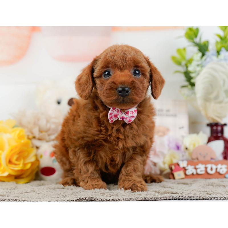 販売中の神奈川県のトイプードル-445168の12枚目