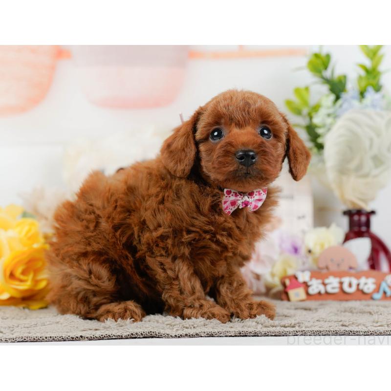 販売中の神奈川県のトイプードル-445168の10枚目