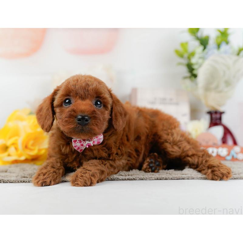 販売中の神奈川県のトイプードル-445168の8枚目