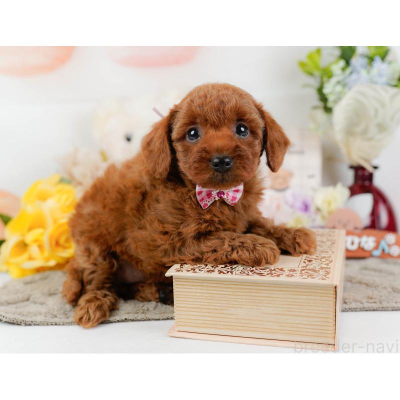 販売中の神奈川県のトイプードル-445168の7枚目