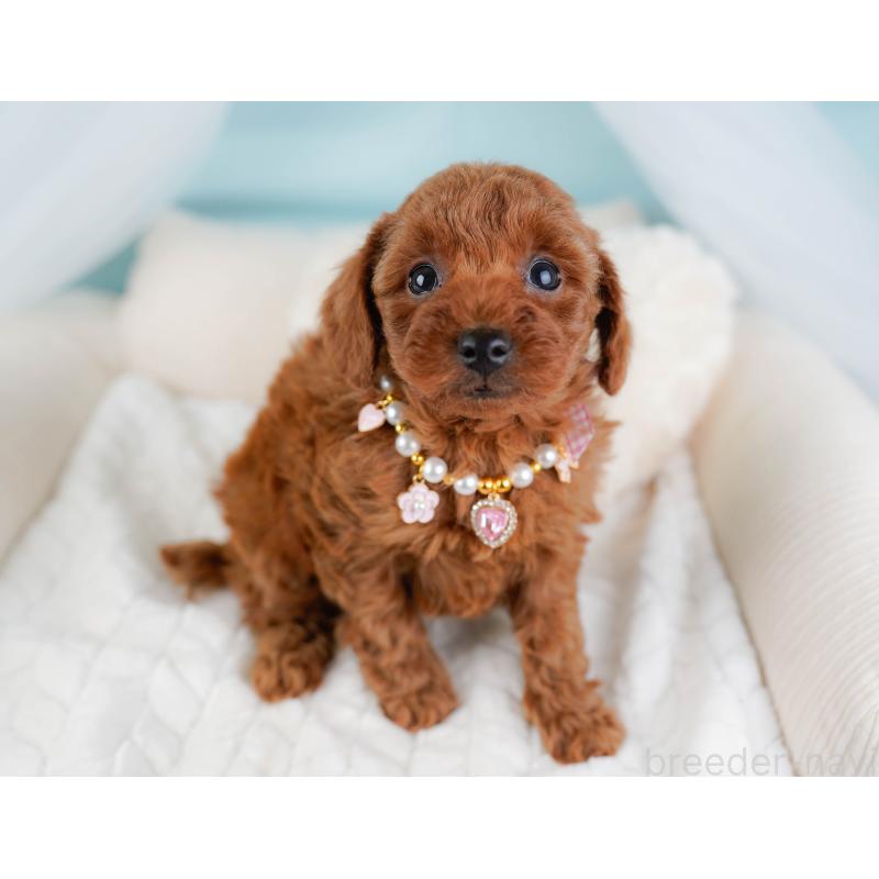 販売中の神奈川県のトイプードル-445168の5枚目