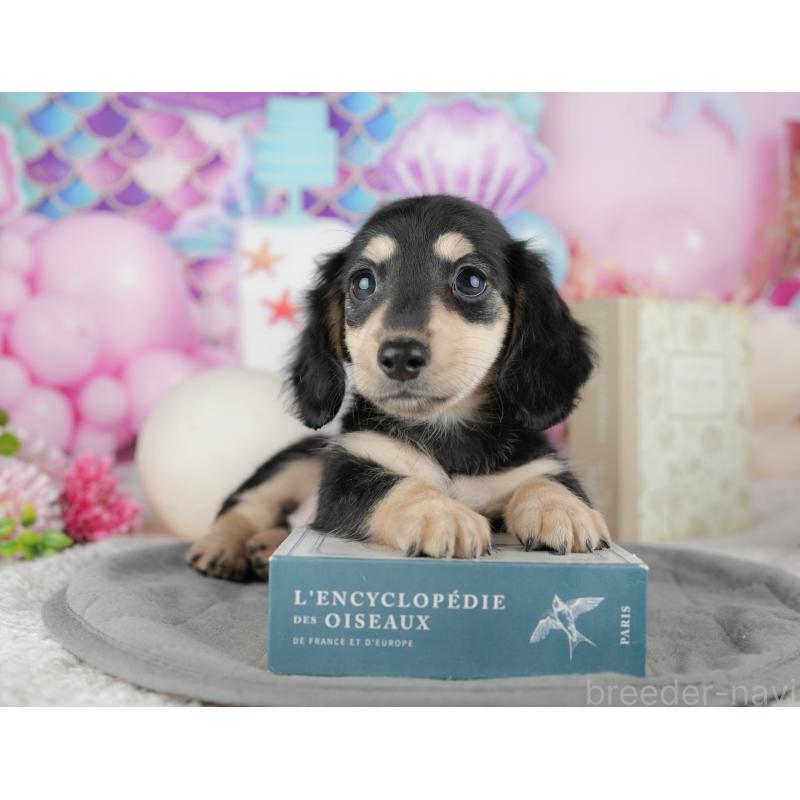 販売中の千葉県のカニンヘンダックスフンド(ロングヘアード)-444732の1枚目