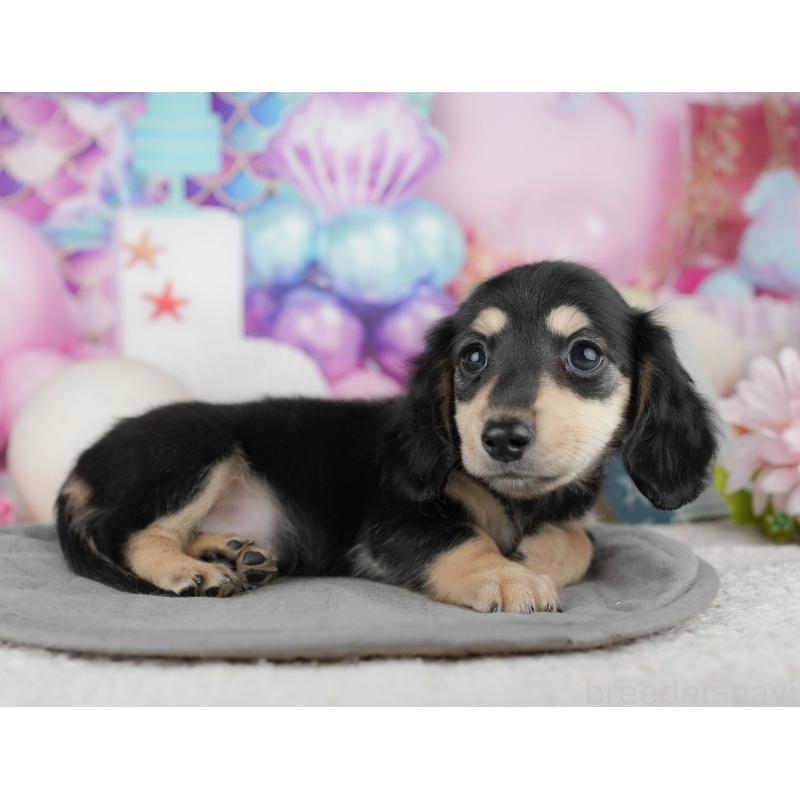 販売中の千葉県のカニンヘンダックスフンド(ロングヘアード)-444732の11枚目