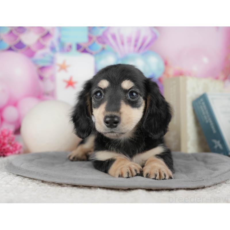 販売中の千葉県のカニンヘンダックスフンド(ロングヘアード)-444732の10枚目