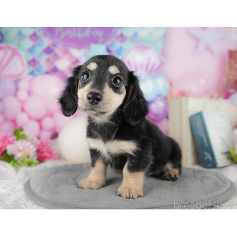 販売中の千葉県のカニンヘンダックスフンド(ロングヘアード)-444732の9枚目