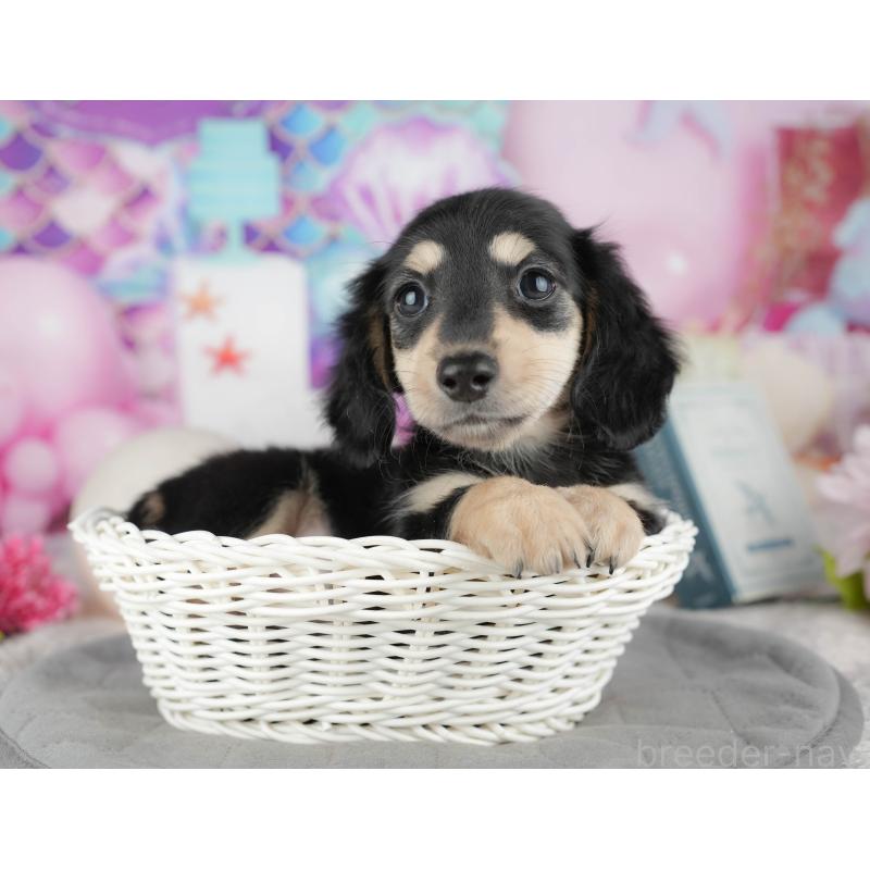 販売中の千葉県のカニンヘンダックスフンド(ロングヘアード)-444732の8枚目