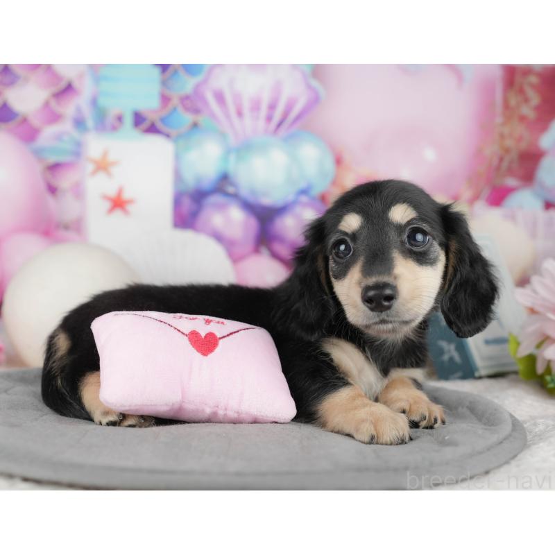 販売中の千葉県のカニンヘンダックスフンド(ロングヘアード)-444732の5枚目