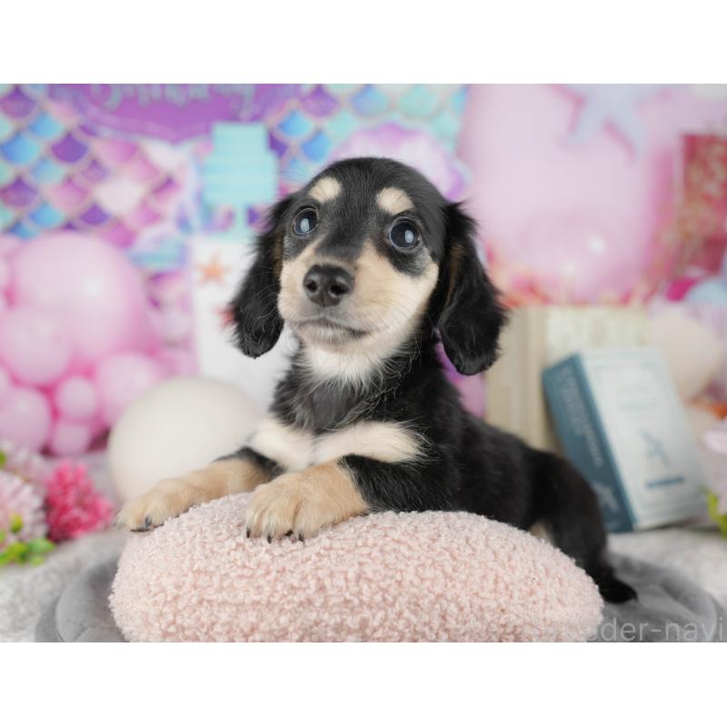 販売中の千葉県のカニンヘンダックスフンド(ロングヘアード)-444732の4枚目