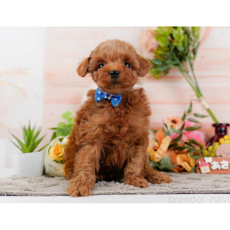 販売中の神奈川県のトイプードル-445169の13枚目