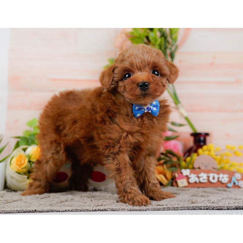 販売中の神奈川県のトイプードル-445169の12枚目