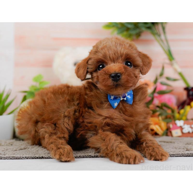 販売中の神奈川県のトイプードル-445169の11枚目