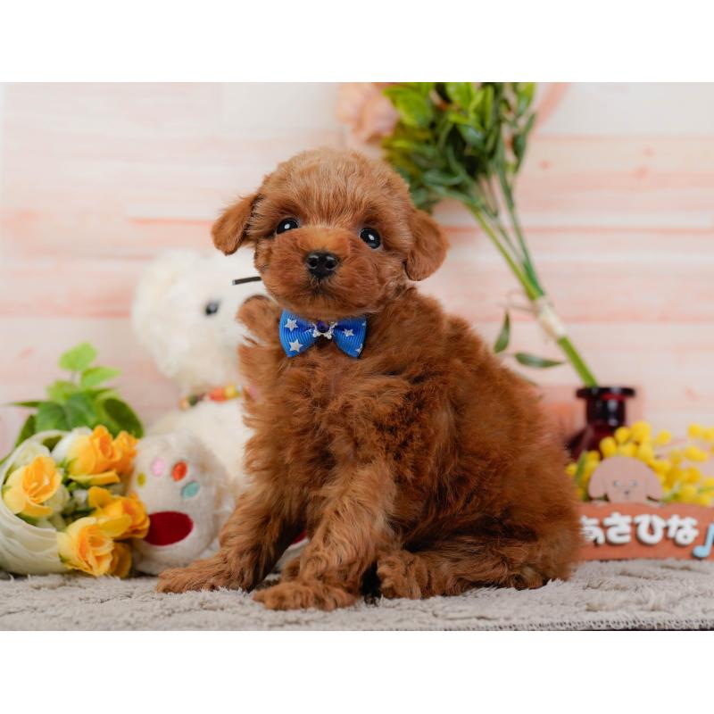 販売中の神奈川県のトイプードル-445169の10枚目