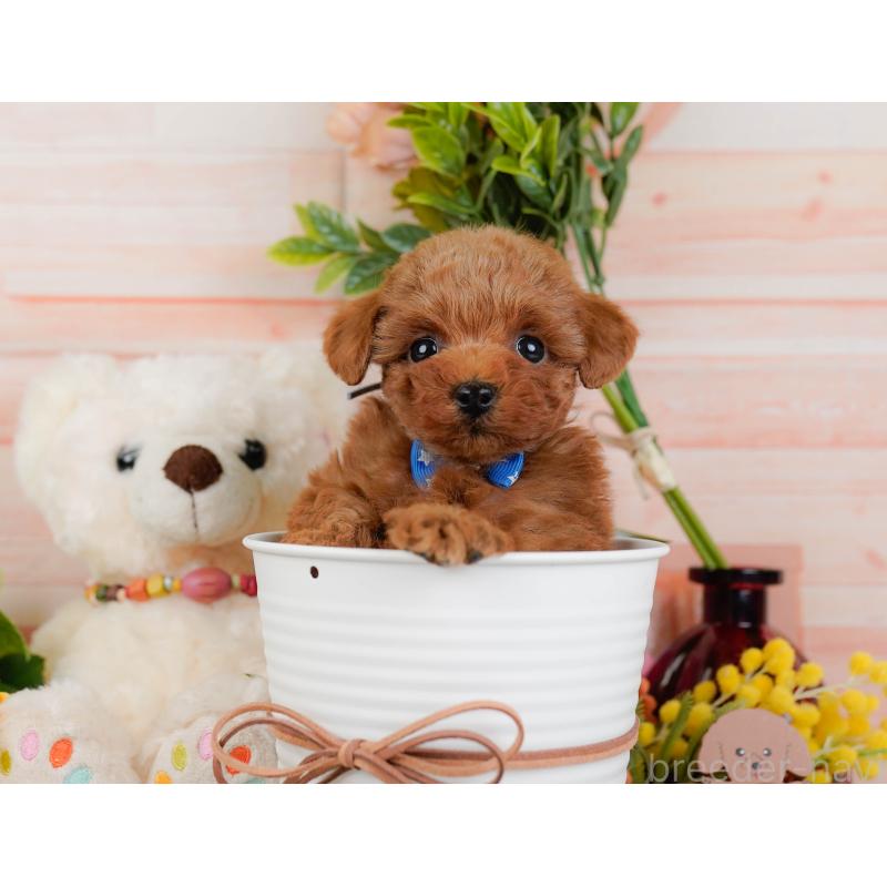 販売中の神奈川県のトイプードル-445169の8枚目