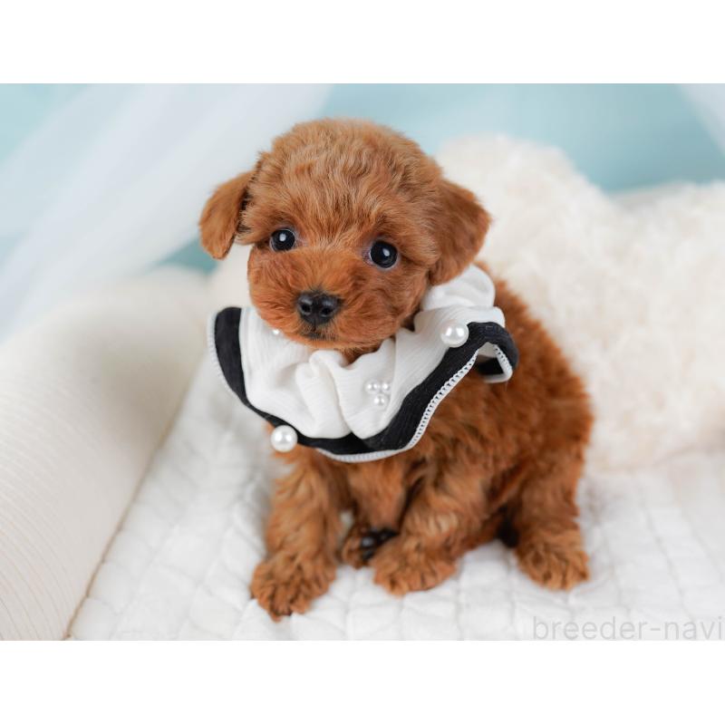 販売中の神奈川県のトイプードル-445169の6枚目