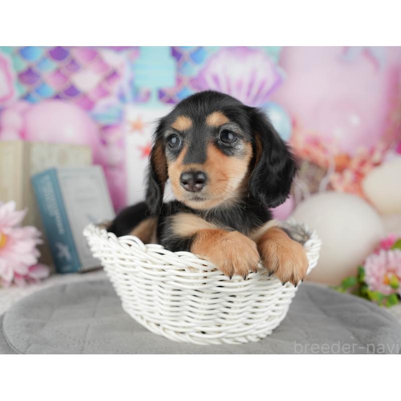 販売中の千葉県のカニンヘンダックスフンド(ロングヘアード)-444729