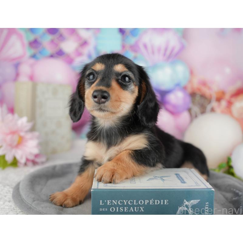 販売中の千葉県のカニンヘンダックスフンド(ロングヘアード)-444729の11枚目