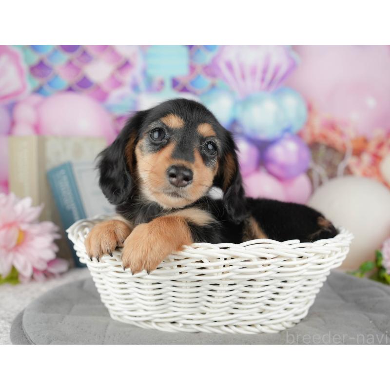 販売中の千葉県のカニンヘンダックスフンド(ロングヘアード)-444729の10枚目