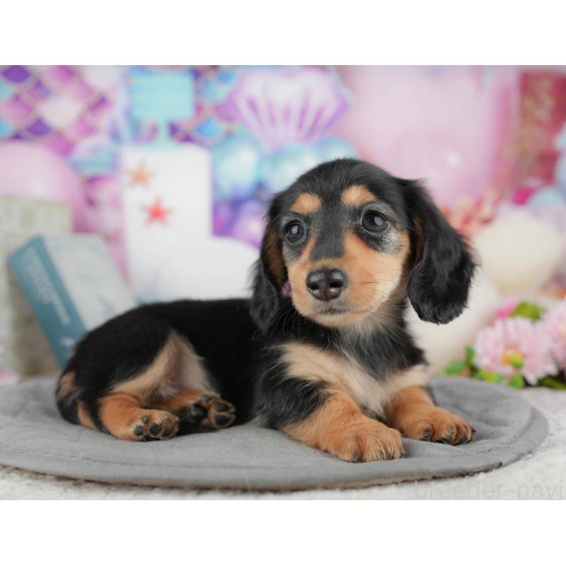 販売中の千葉県のカニンヘンダックスフンド(ロングヘアード)-444729の8枚目