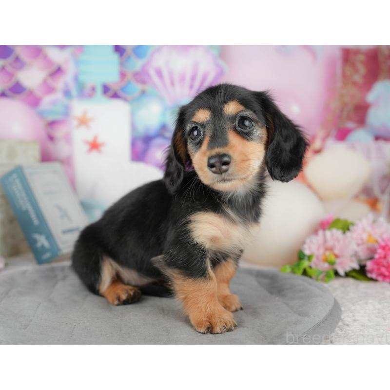 販売中の千葉県のカニンヘンダックスフンド(ロングヘアード)-444729の7枚目