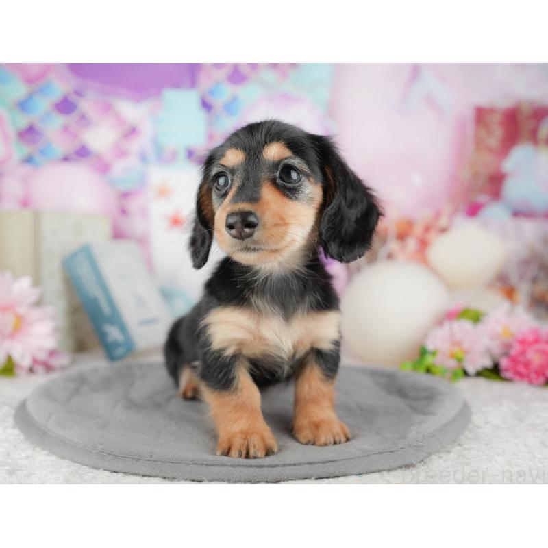 販売中の千葉県のカニンヘンダックスフンド(ロングヘアード)-444729の4枚目