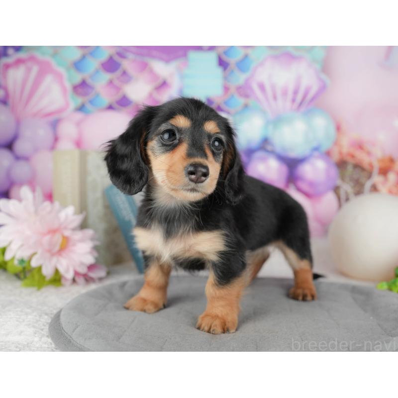 販売中の千葉県のカニンヘンダックスフンド(ロングヘアード)-444729の3枚目