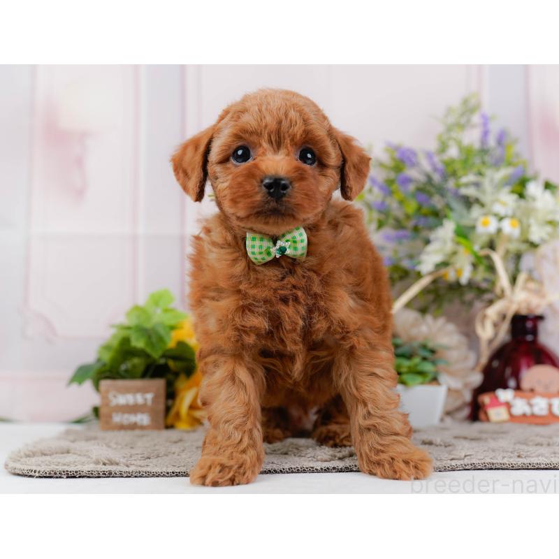 販売中の神奈川県のトイプードル-445171の13枚目