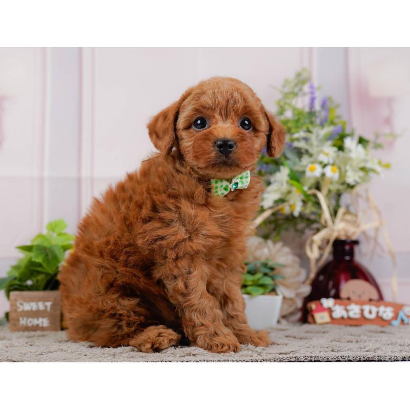 販売中の神奈川県のトイプードル-445171の11枚目