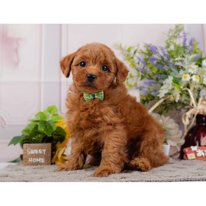 販売中の神奈川県のトイプードル-445171の10枚目