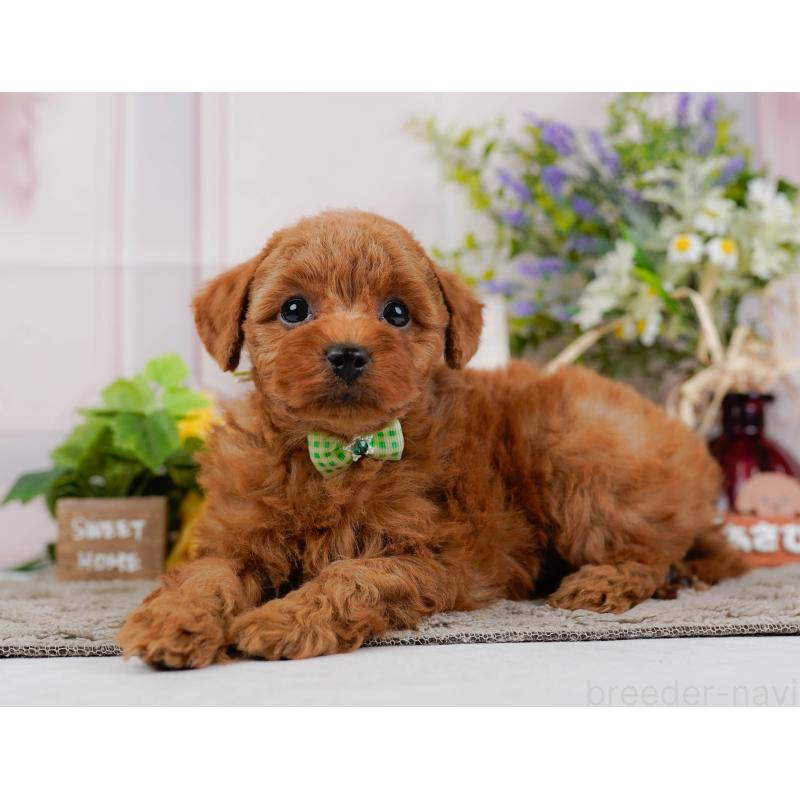 販売中の神奈川県のトイプードル-445171の9枚目