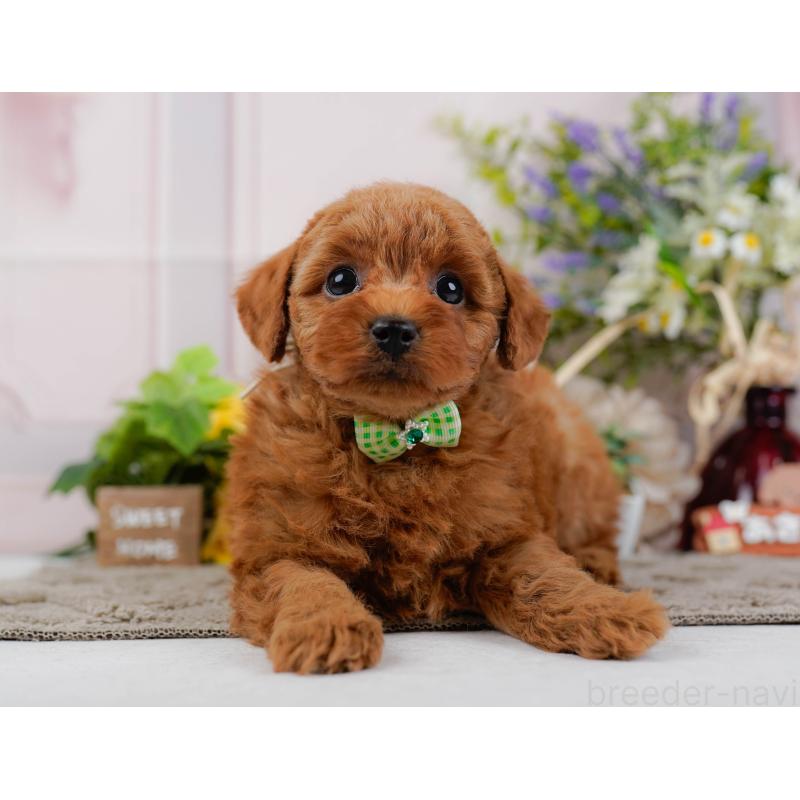 販売中の神奈川県のトイプードル-445171の8枚目