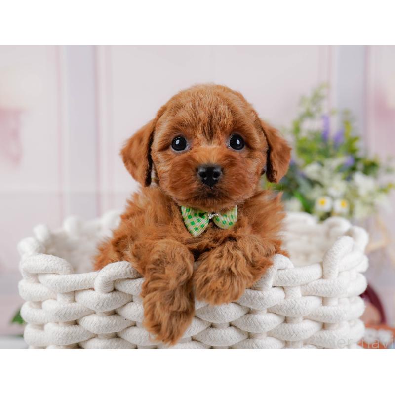 販売中の神奈川県のトイプードル-445171の7枚目