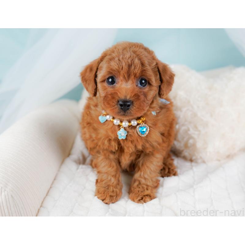 販売中の神奈川県のトイプードル-445171の6枚目