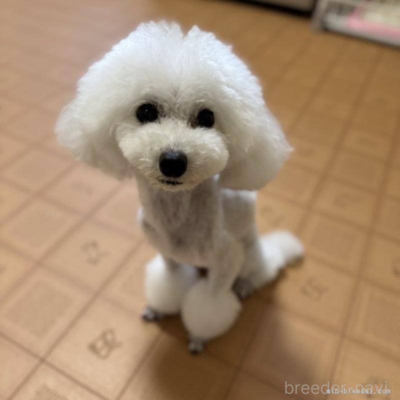 成約済の京都府のタイニープードル-436789の2枚目