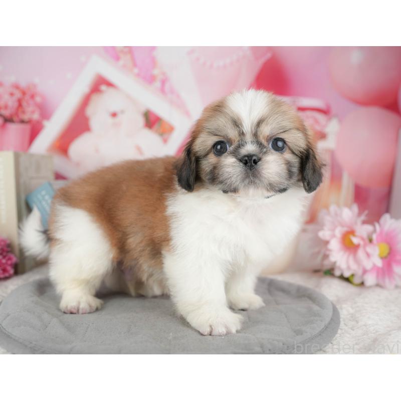 販売中の千葉県のミックス犬-445138の3枚目