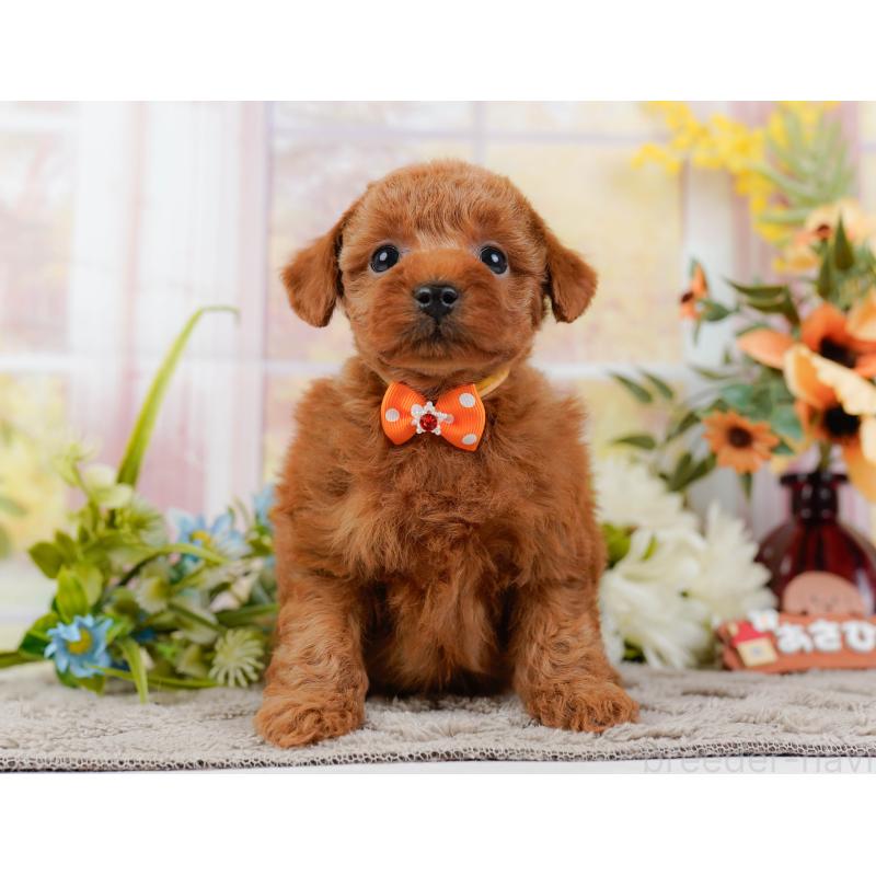 販売中の神奈川県のトイプードル-445173の13枚目